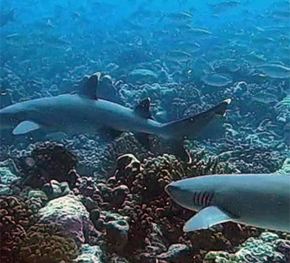 Tikehau la plongée