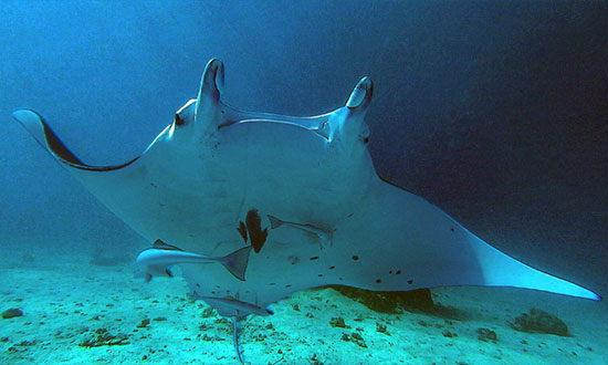 rmd photo raie manta 1