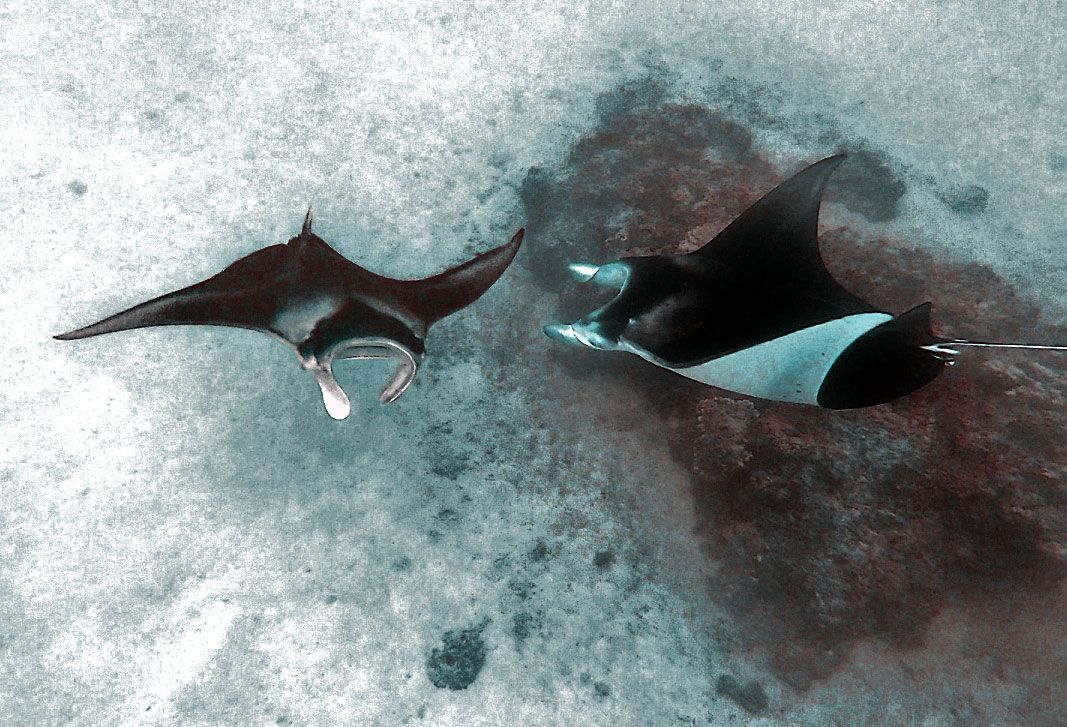 Snorkeling Tour avec les Raies Manta